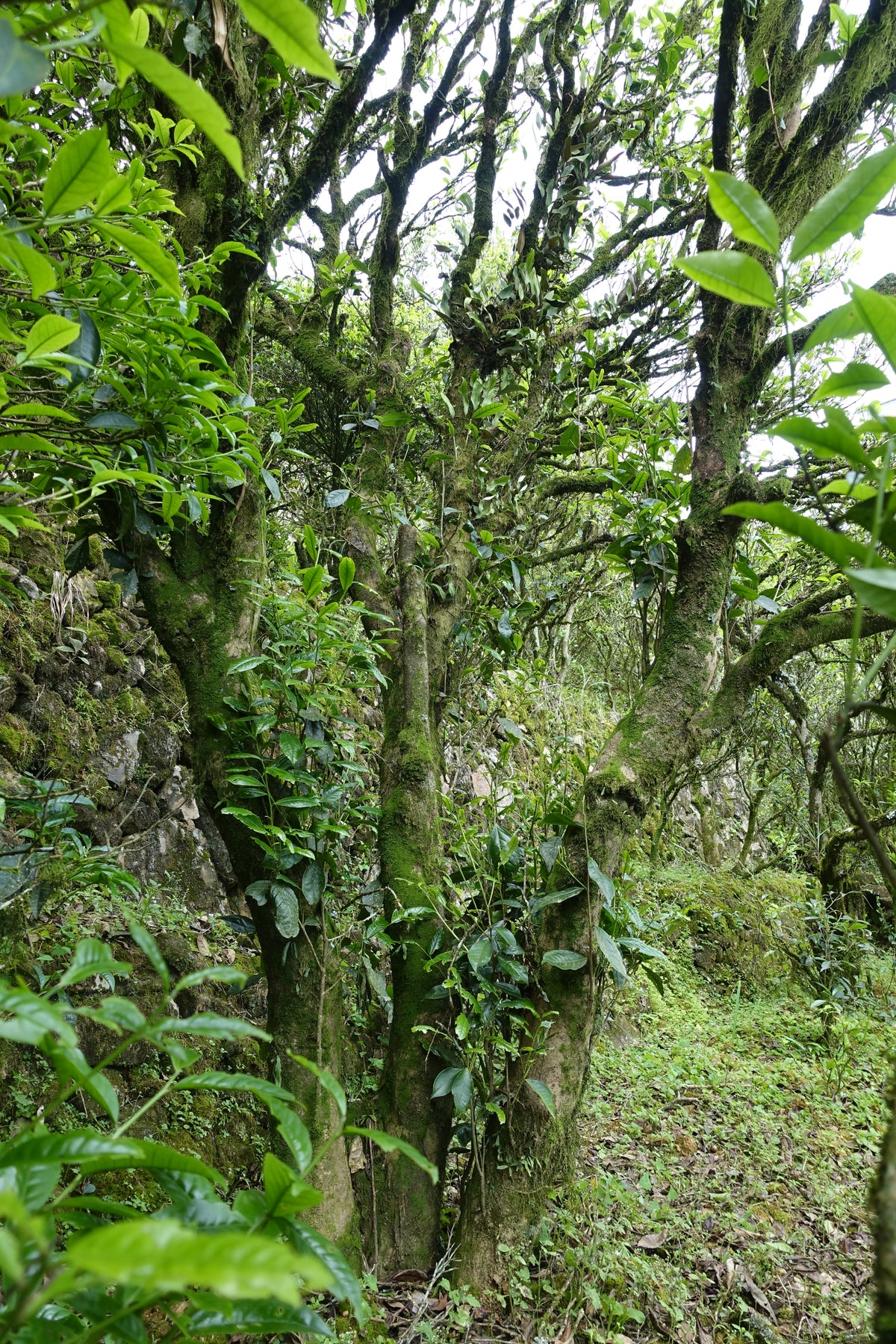 Ba Xian 八仙
