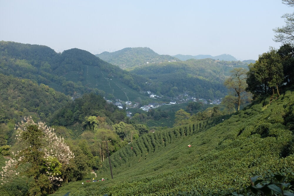 Xi Hu Long Jing (Dragon Well) 西湖龍井