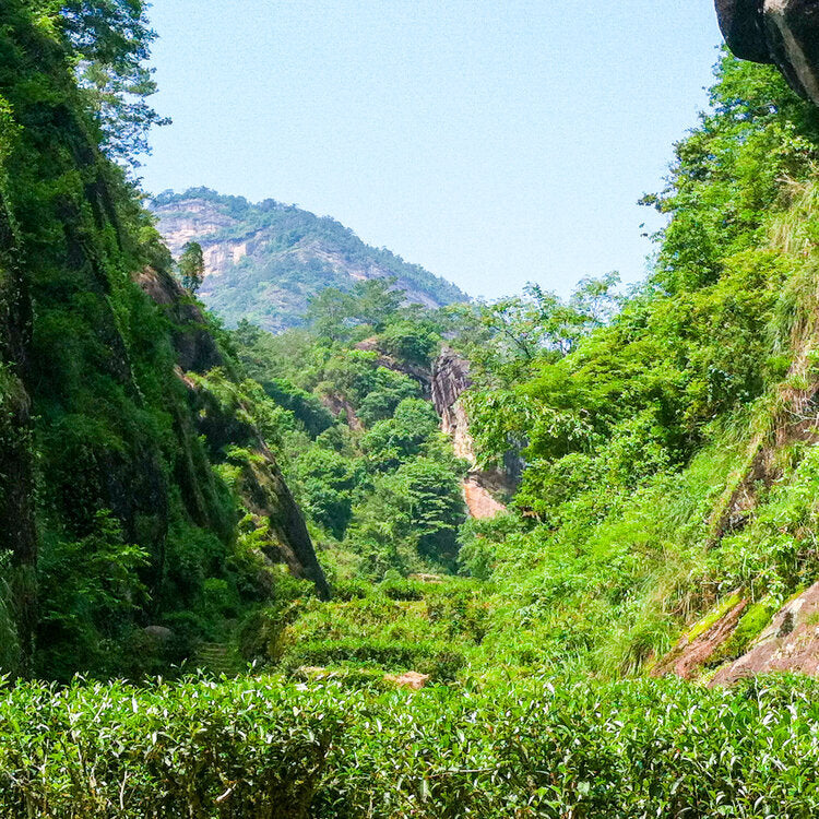 Da Hong Pao (Great Red Robe) 大紅袍