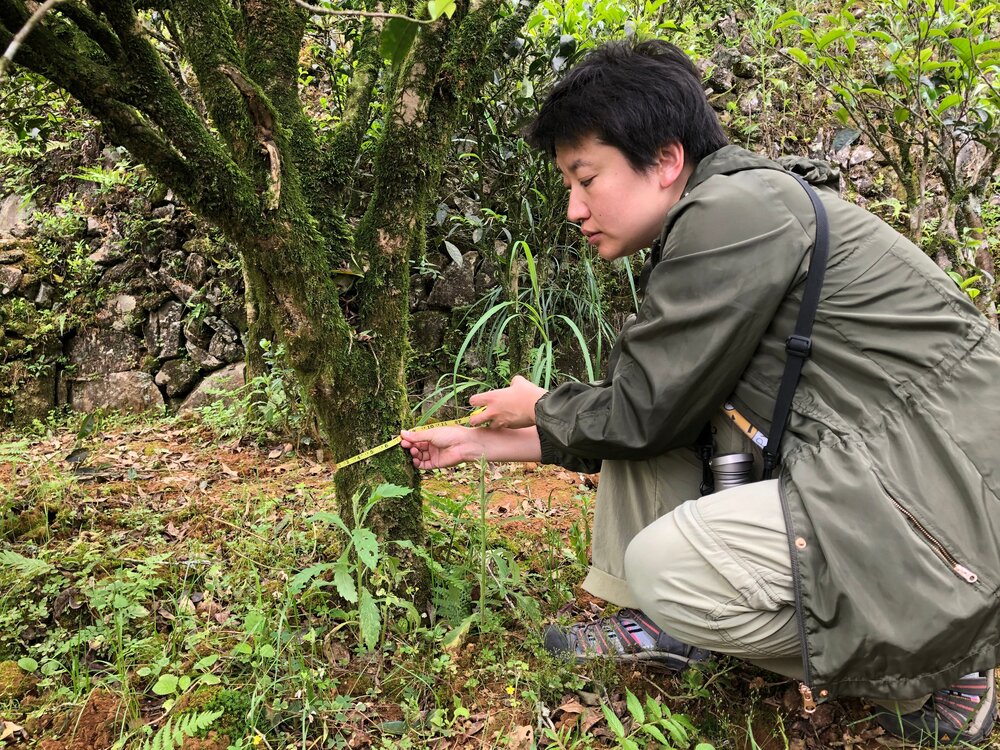 Song Zhong 宋種