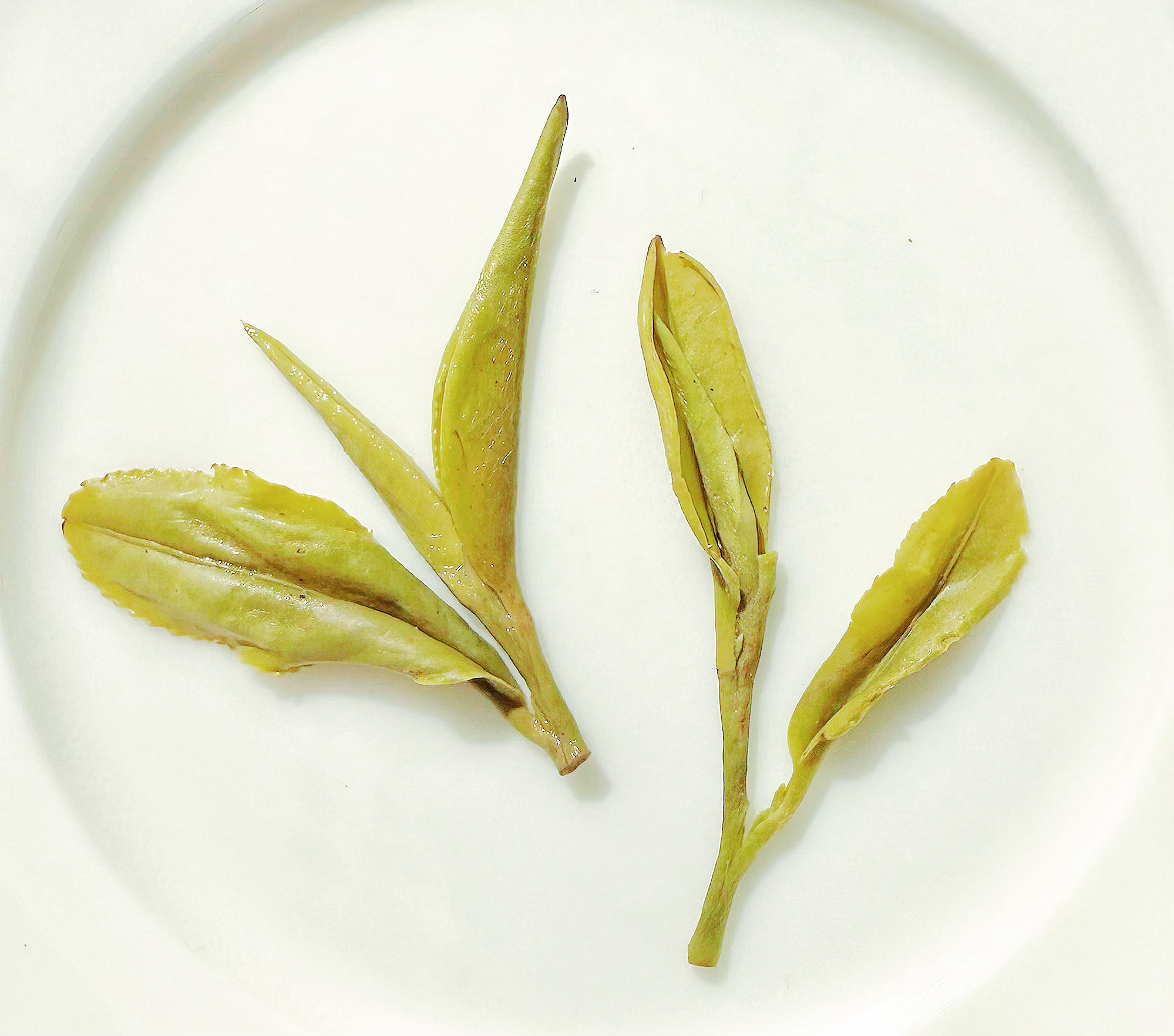Xin Yang Mao Jian 信陽毛尖 loose leaf green tea