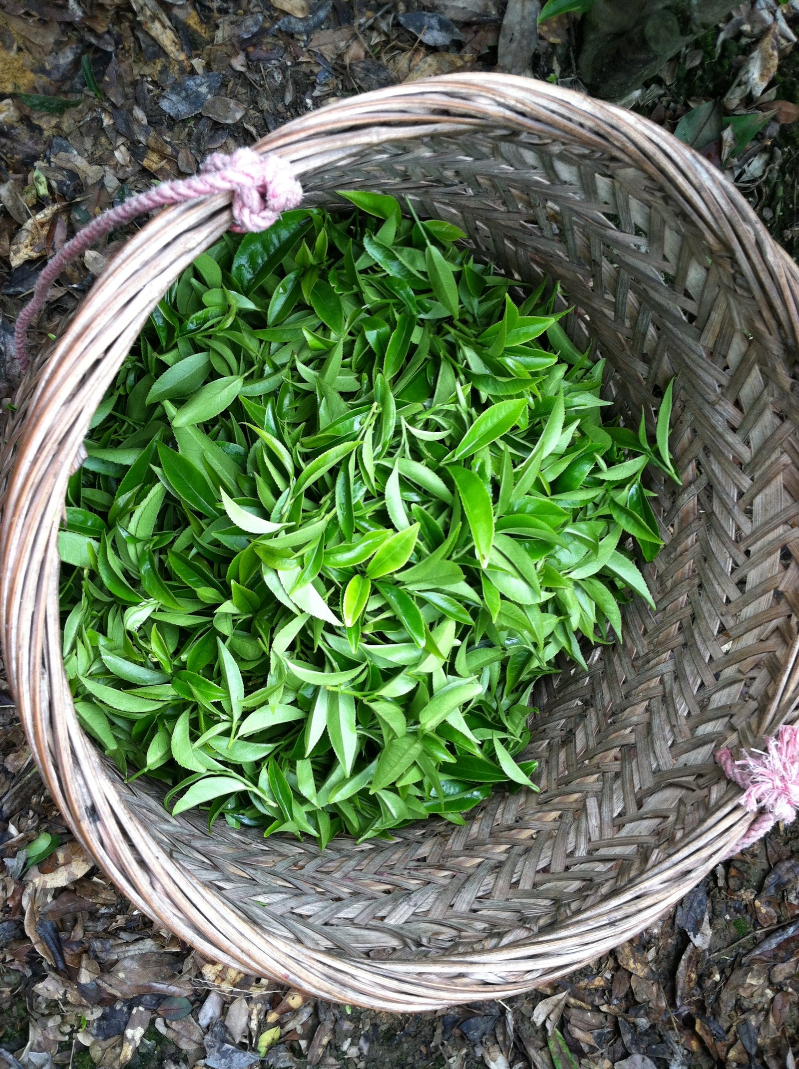 Lei Kou Chai 雷扣柴