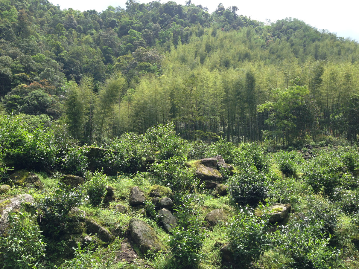 Huang Guan Yin 黃觀音 — Everyday Collection