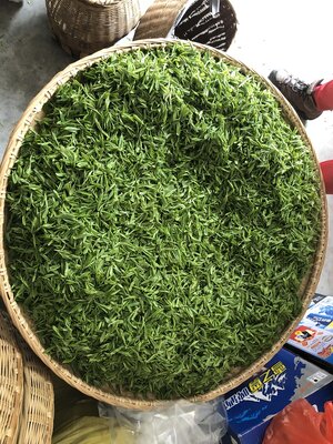 Huo Shan Huang Ya 霍山黃芽