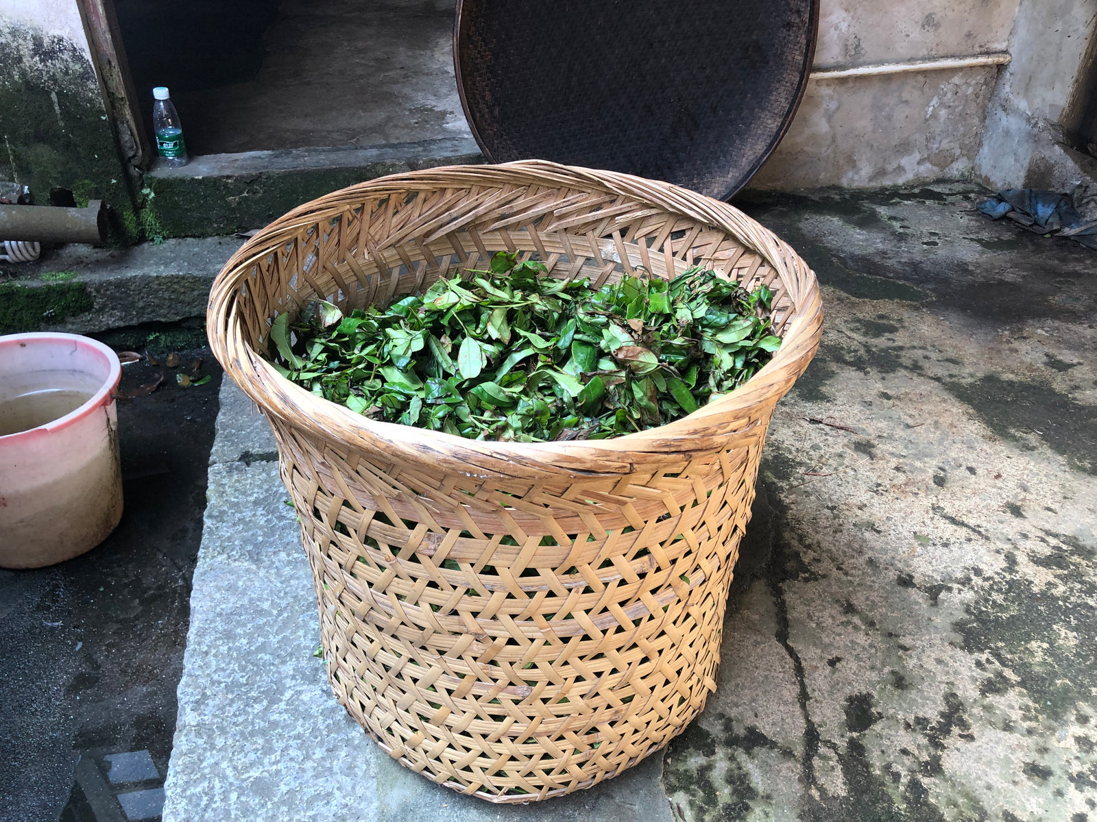 Ya Shi Xiang (Duck Shit) 鴨屎香