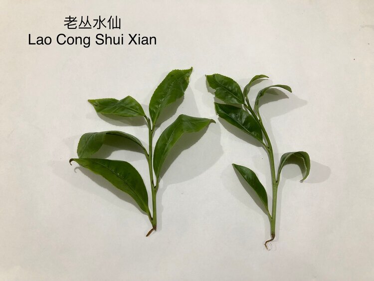 Shui Xian 水仙