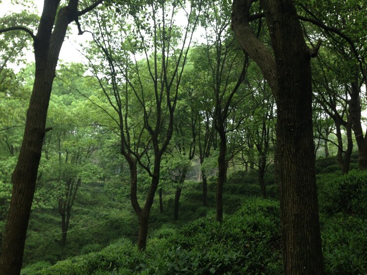 Jun Shan Yin Zhen 君山銀針