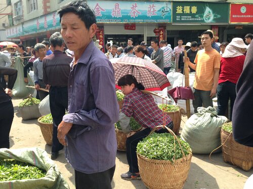 Wild Bai Mu Dan (White Peony) 白牡丹
