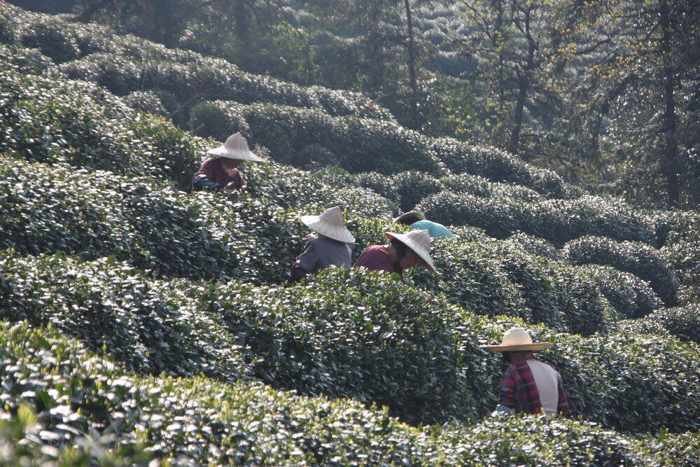 Xi Hu Long Jing (Dragon Well) 西湖龍井