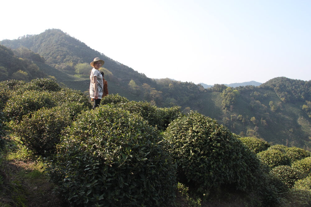 Xi Hu Long Jing (Dragon Well) 西湖龍井