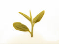 Yun Wu 廬山雲霧 loose leaf green tea