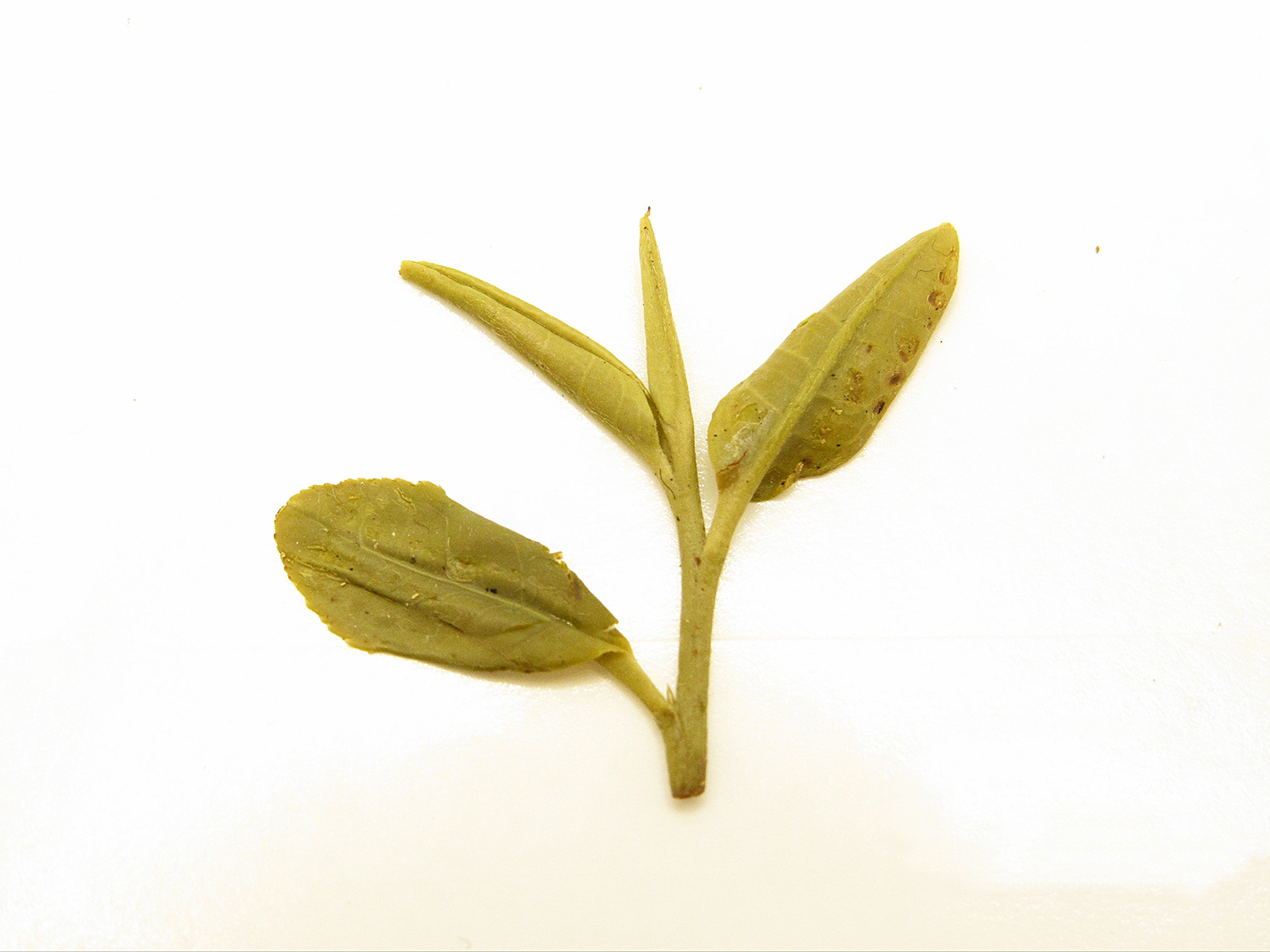 Yun Wu 廬山雲霧 loose leaf green tea