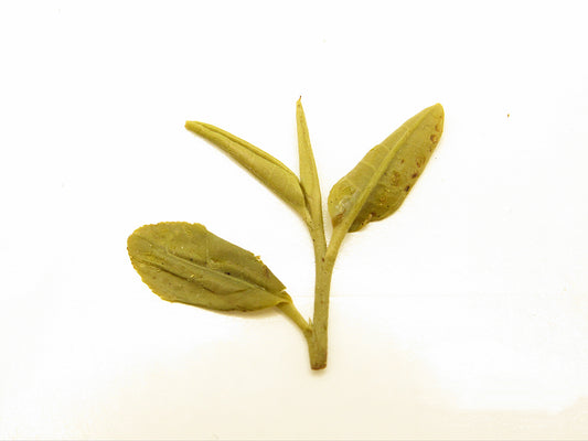 Picture of green tea bud and leaf, Yun Wu.
