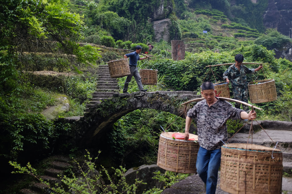 Educational Tea Tour Wu Yi Shan — a porter carrying baskets of Yan Cha leaves