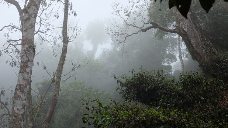 Nan Nuo Shan Ya Kou Zhai 南糯山丫口老寨
