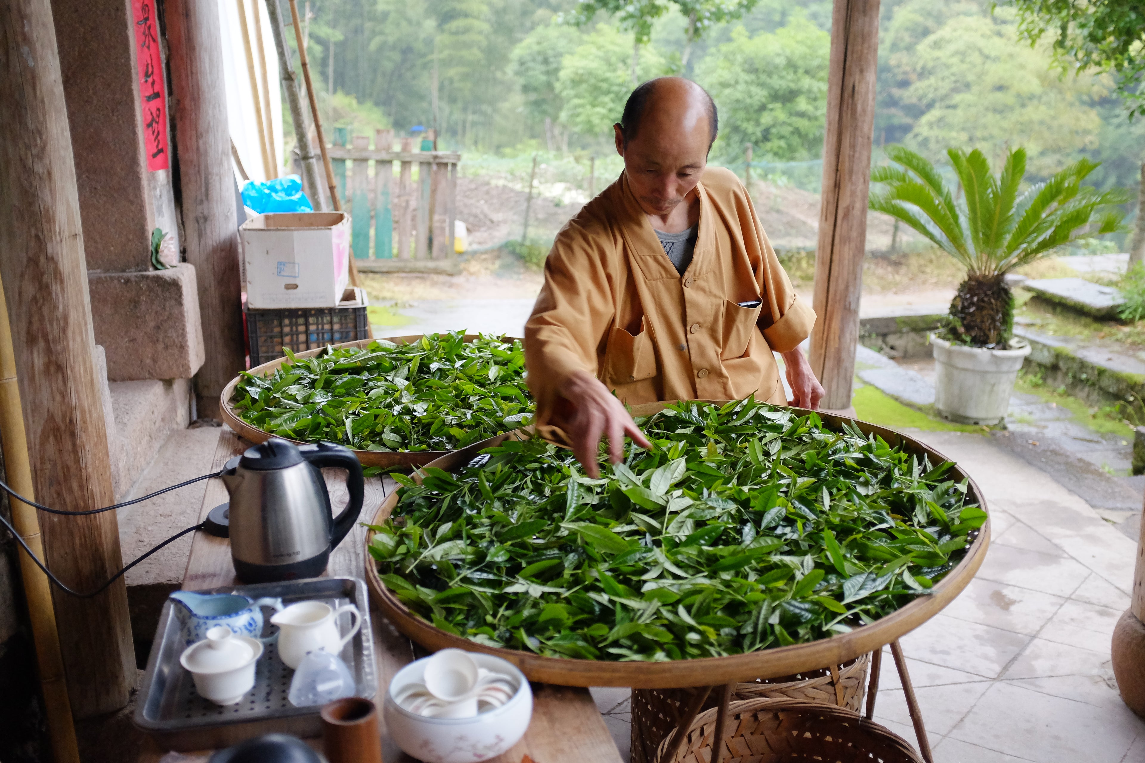 Educational Tea Tour Wu Yi Shan — Tian Xi Shi Fu checking sun-wilting Yan Cha at Hui Yuan Si