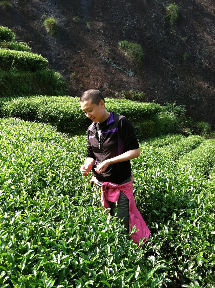 Da Hong Pao (Great Red Robe) 大紅袍