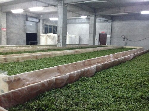 Wild Bai Mu Dan (White Peony) 白牡丹