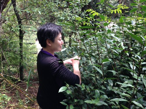 Wild Bai Mu Dan (White Peony) 白牡丹