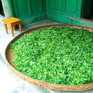 Wu Liang Shan 無量山