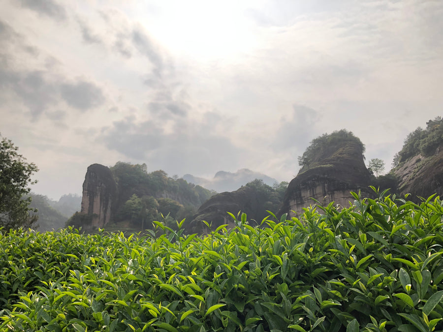 Educational Tea Tour Wu Yi Shan — Yan Cha wu long processing — second view