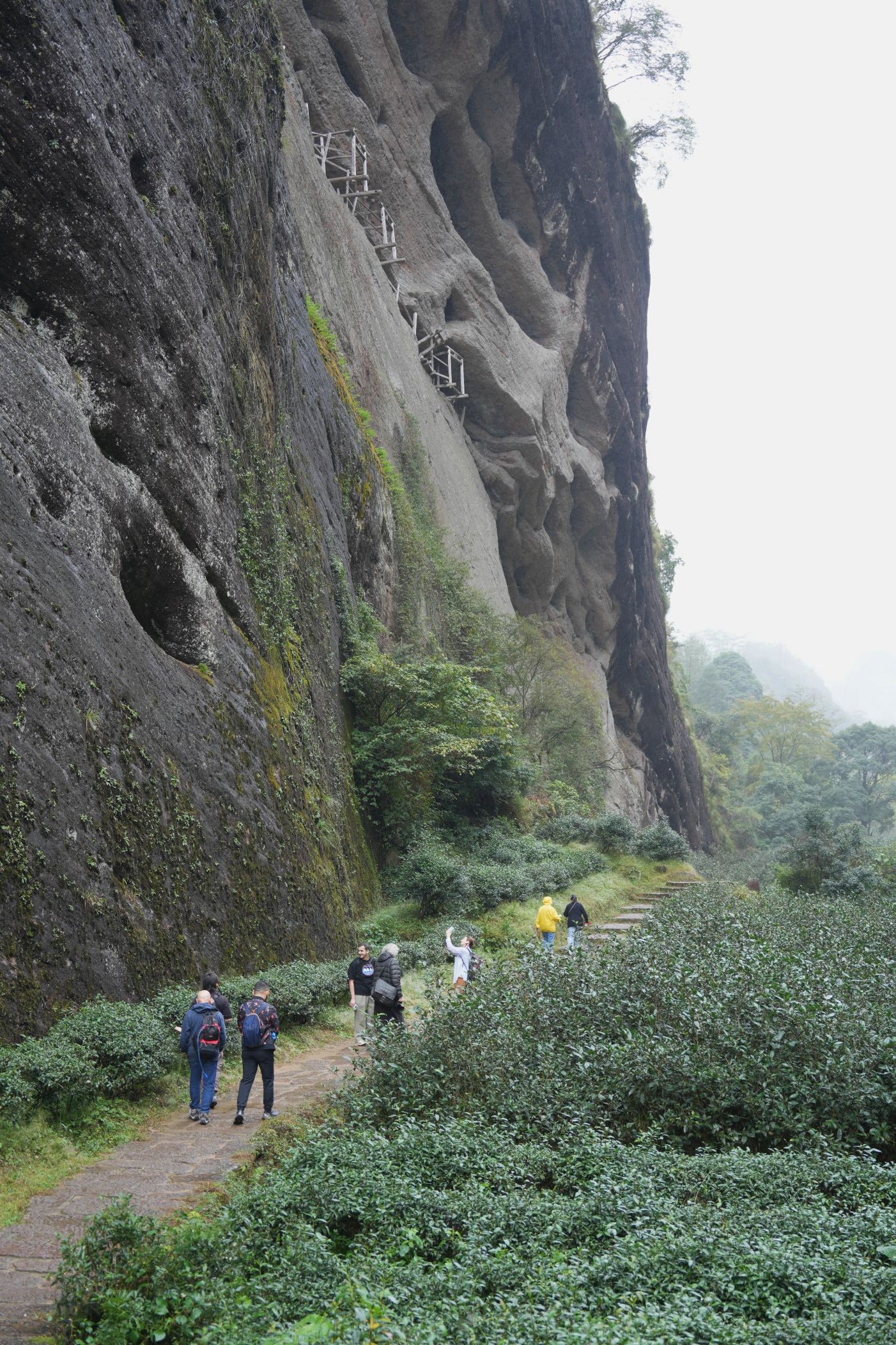 Educational tea tour — Wu Yi Shan