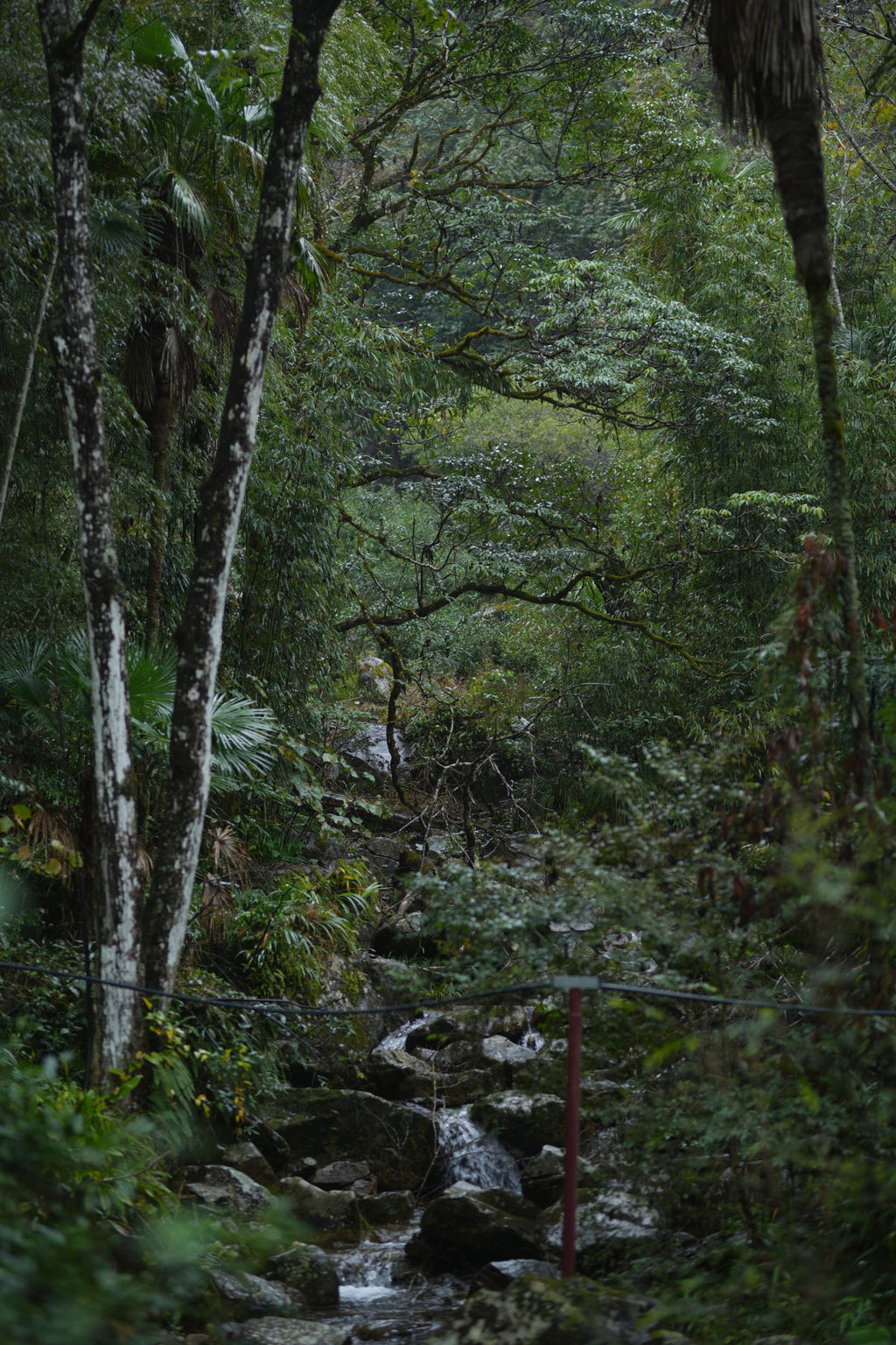 Educational Tea Tour Wu Yi Shan — the cliff terroir where Yan Cha grows