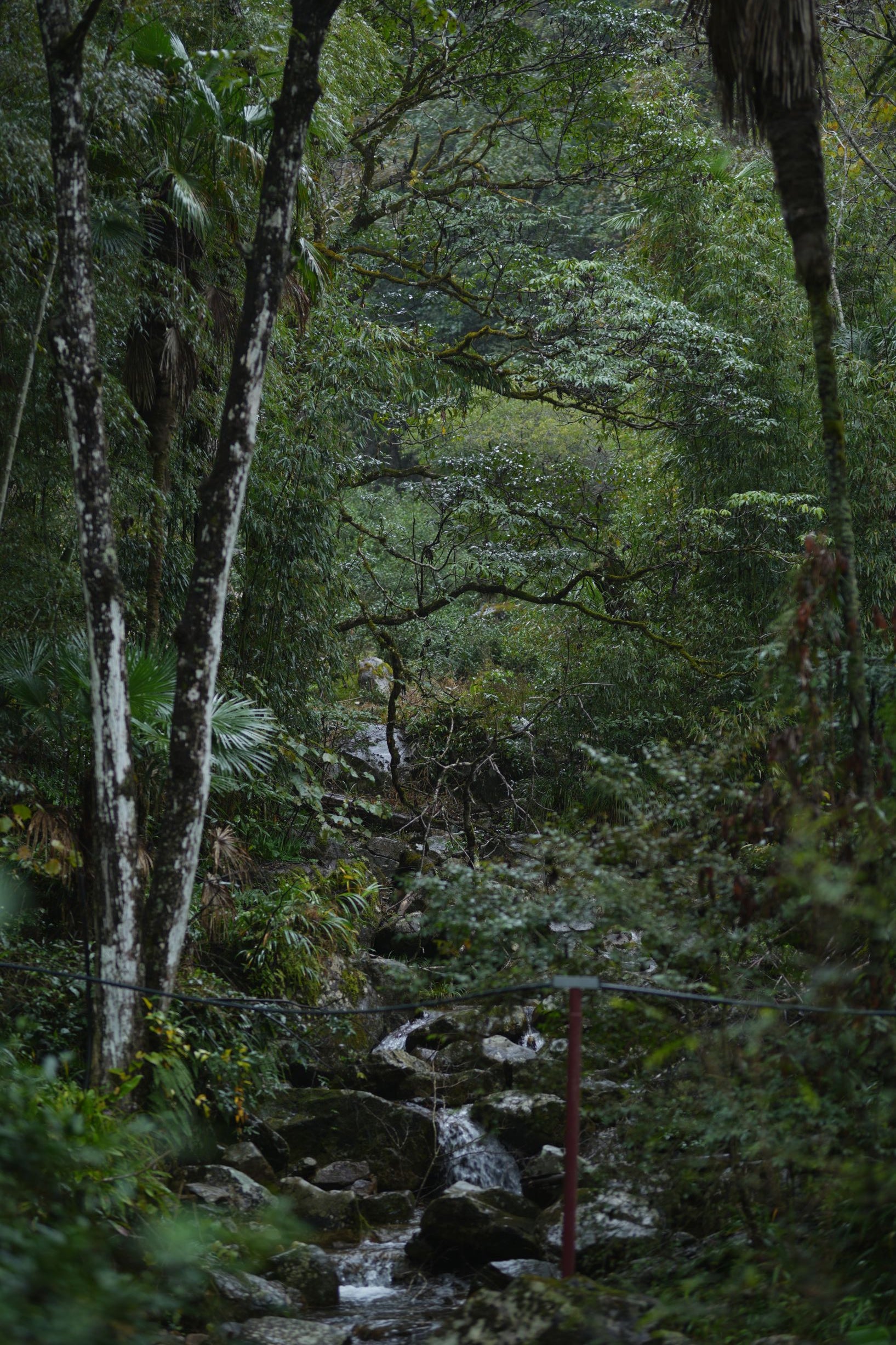 Educational Tea Tour Wu Yi Shan — the cliff terroir where Yan Cha grows