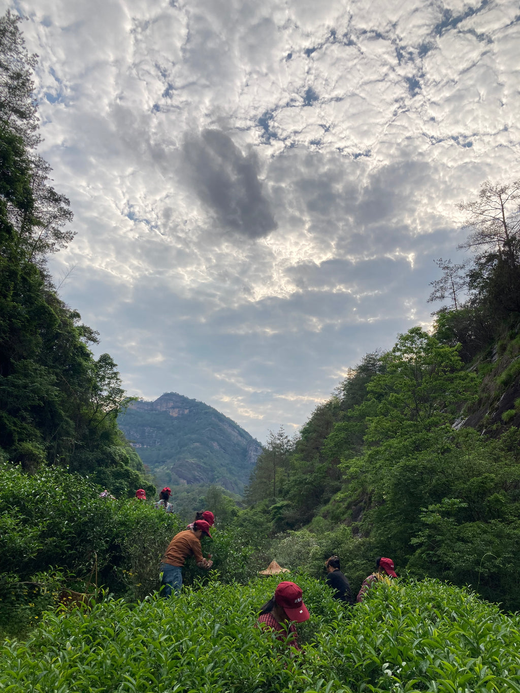 Educational Tea Tour Wu Yi Shan — Yan Cha in Wu Yi Shan, May 2023