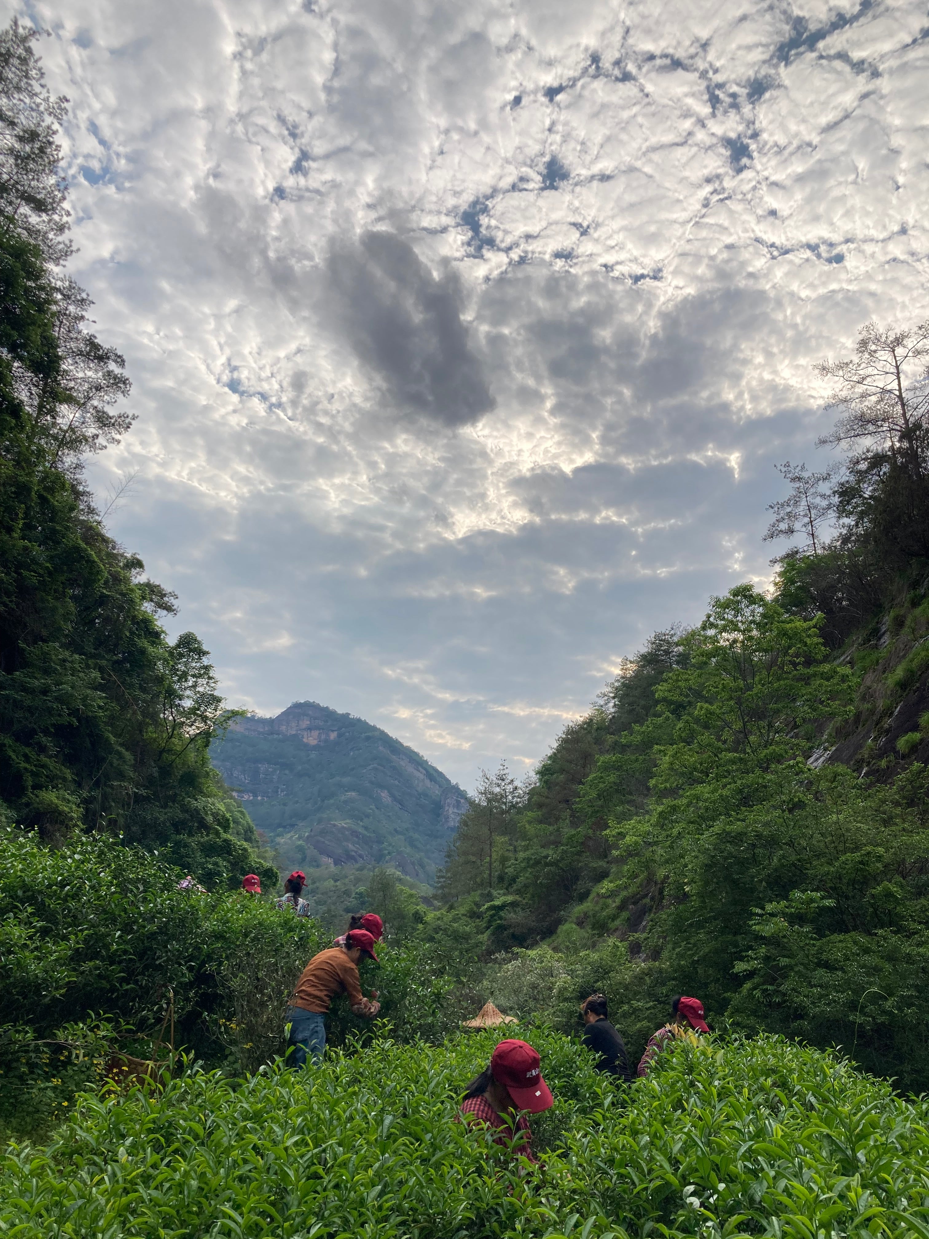 Educational Tea Tour Wu Yi Shan — Yan Cha in Wu Yi Shan, May 2023