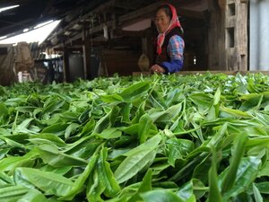 Nan Nuo Shan Ban Po Lao Zhai 南糯山半坡老寨