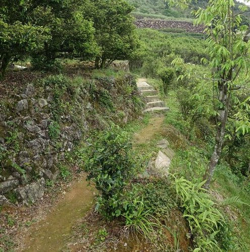 Jiang Hua Xiang (Ginger Flower) 薑花香