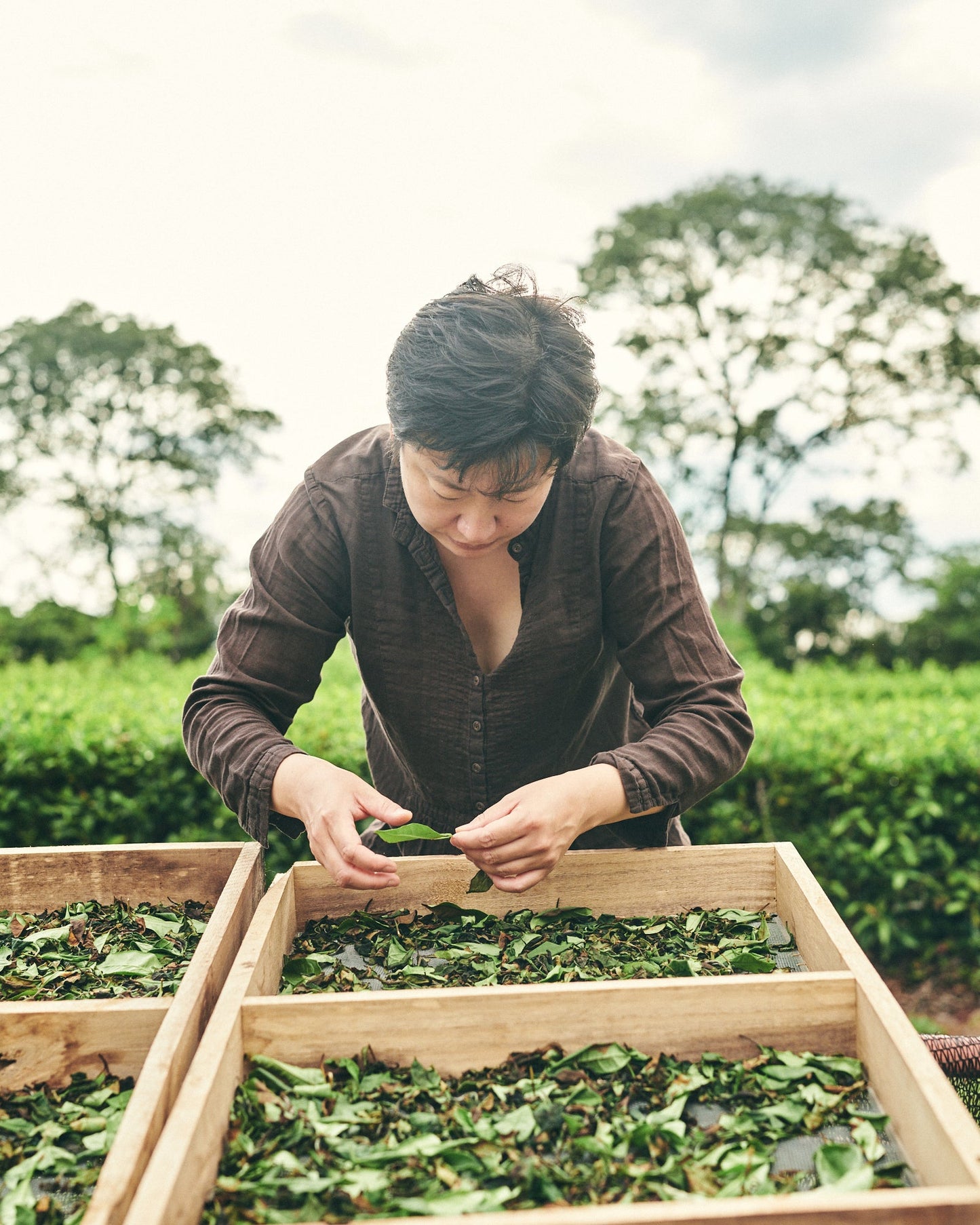 Guided tea and whiskey comparative tasting