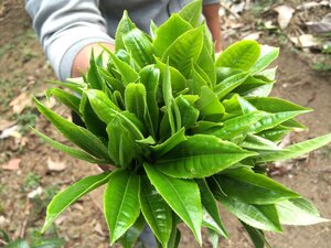 Nan Nuo Shan Ban Po Lao Zhai 南糯山半坡老寨