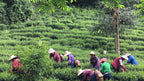 Tea leaves being harvested in China for Tea Drunk