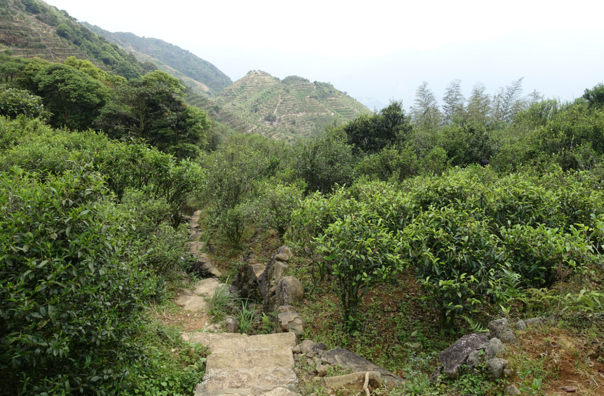Ba Xian 八仙