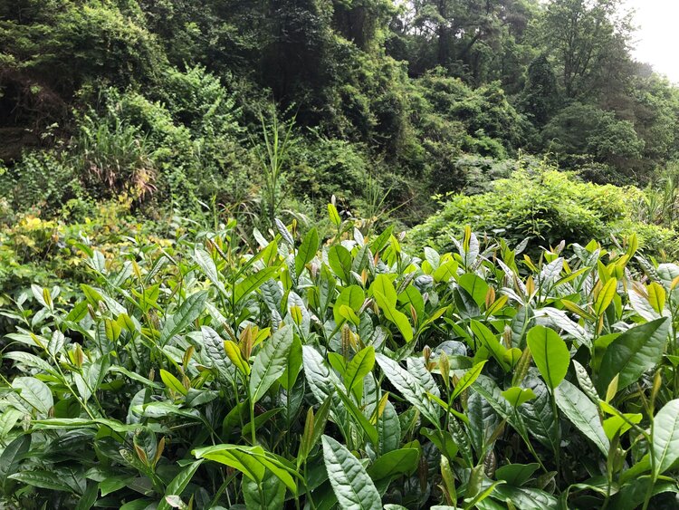 Bei Dou 北斗