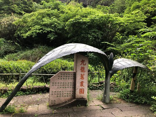 Bai Ji Guan 白雞冠
