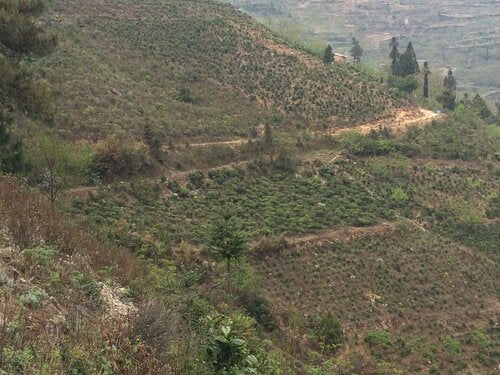 Wu Liang Shan 無量山