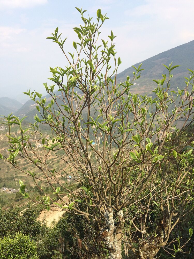 Wu Liang Shan (Yellow Tea) 無量山 (黃茶）