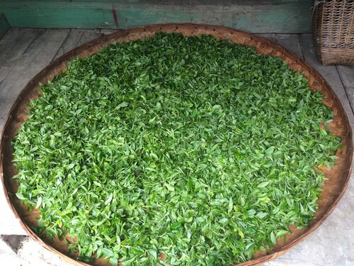Bu Lang Shan 布朗山