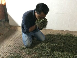 Nan Nuo Shan Ban Po Lao Zhai 南糯山半坡老寨