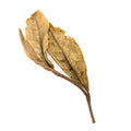 Tea Drunk Everyday: Bai Mu Dan 白牡丹 loose leaf white tea