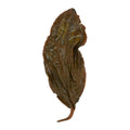 Dian Hong 滇紅 loose leaf red (black) tea