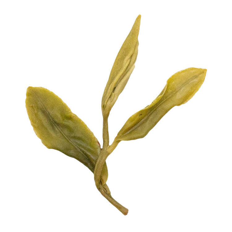 Huo Qing 涌溪火青 loose leaf green tea