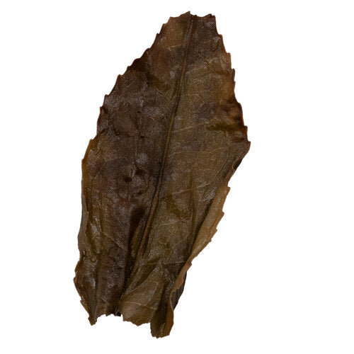 Jiang Hua Xiang (Ginger Flower) 薑花香 Feng Huang Dan Cong loose leaf oolong tea