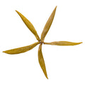 Jun Shan Yin Zhen 君山銀針 loose leaf yellow tea