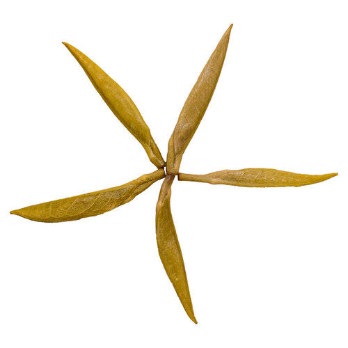 Jun Shan Yin Zhen 君山銀針 loose leaf yellow tea