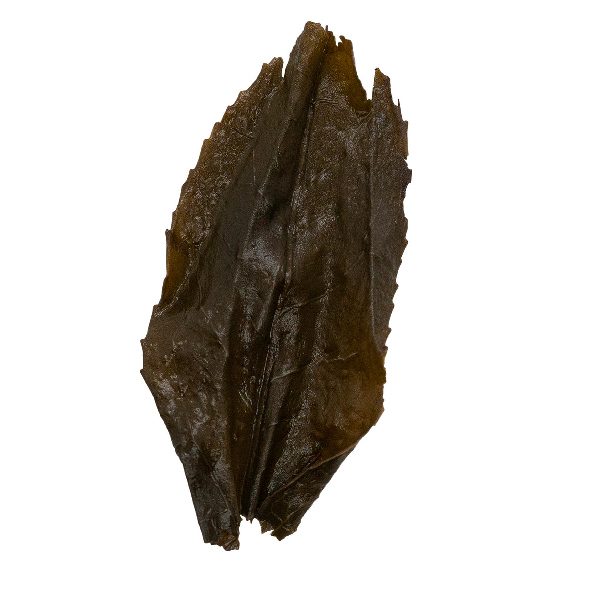 Qi Lan 奇蘭 Wu Yi Yan Cha loose leaf oolong tea