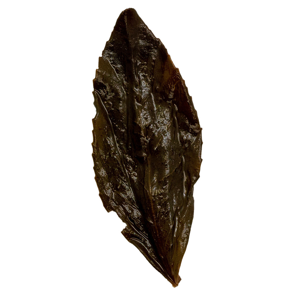 Shi Ru 石乳 Wu Yi Yan Cha loose leaf oolong tea
